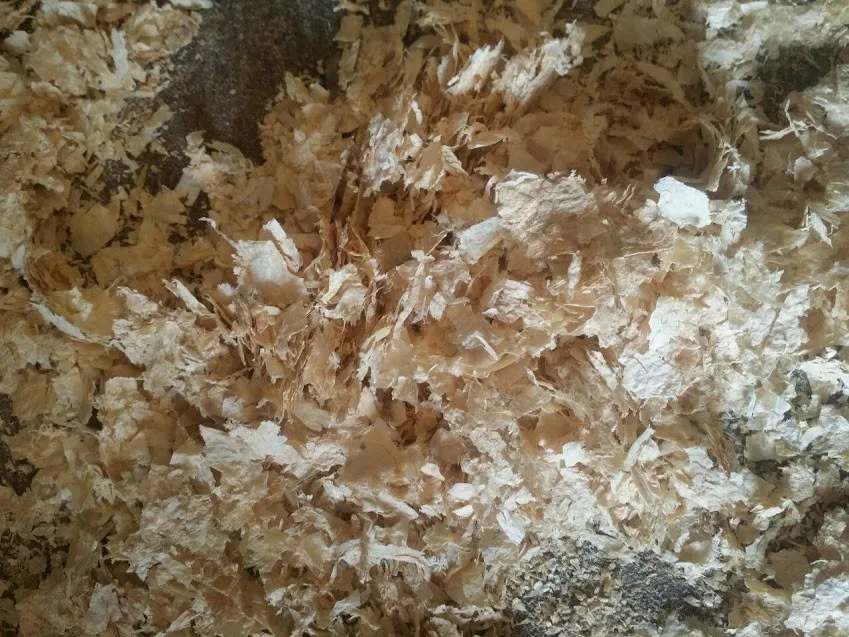 Cheap Price Wood Shaving For Horse Bedding / Whatsapp +84 845 639 639 (ms.holiday) Buy Wood