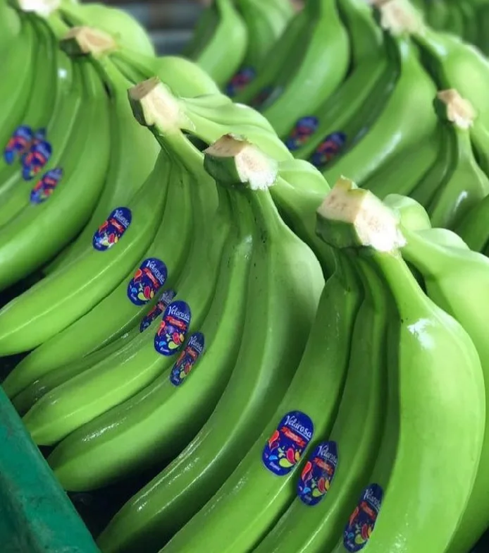 绿色卡文迪什香蕉