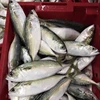 /product-detail/frozen-indian-mackerel-fish-in-vietnam-50041458448.html