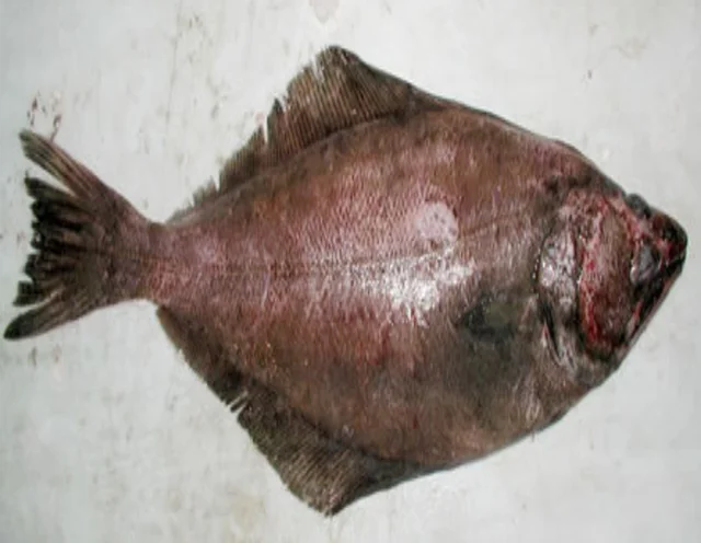 arrowtooth flounder