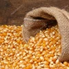 Best Selling Raw Optimum Quality Dried Yellow Popcorn