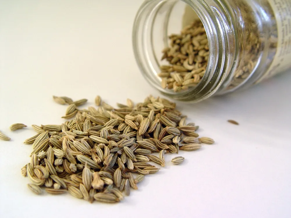 fennel seeds from kinal