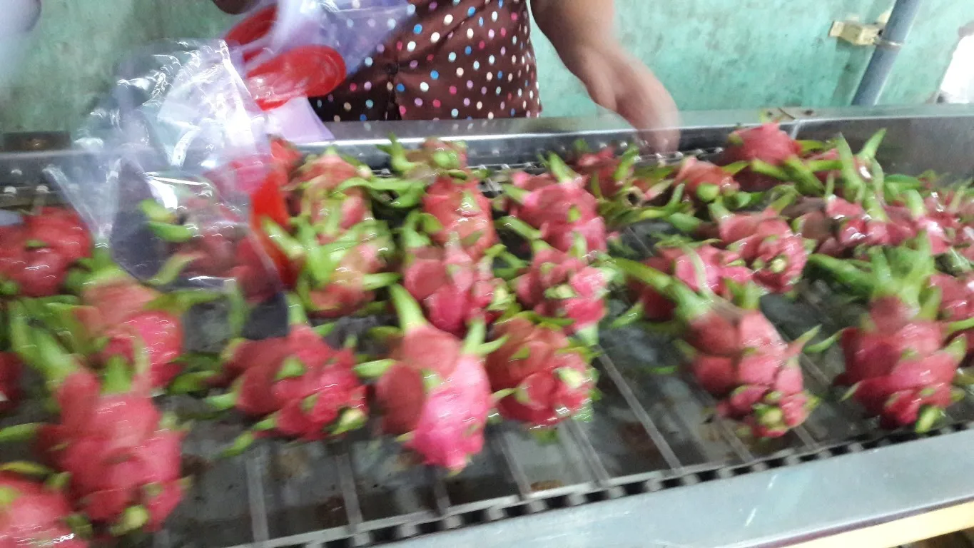 ベトナムフレッシュホワイトドラゴンフルーツ Buy Fresh Dragon Fruit Fresh Dragon Fruit For Sale Fresh Dragon Product On Alibaba Com