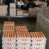 /product-detail/premium-farm-fresh-chicken-table-eggs-brown-and-white-shell-chicken-eggs-in-south-africa-50038773458.html