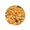 Best Quality Yellow Maize Export in India