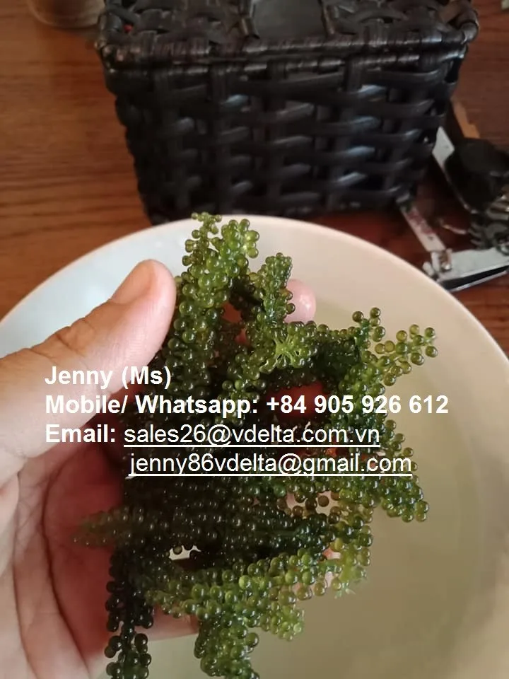 The Farm Of Sea Grapes Dried Sea Grape Fresh Sea Grapes Seaweed