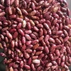 Low price Grade one Bulk red kidney bean