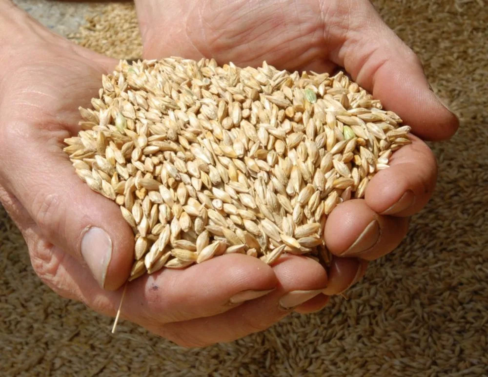 malted barley animal feed barley/premium quality barley grains