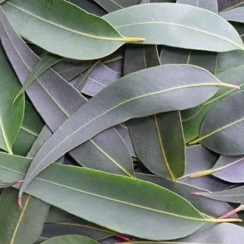 Eucalyptus Globulus Leaf - Buy Eucalyptus Globulus Leaf,Eucalyptus Globulus Leaf Manufacturers 