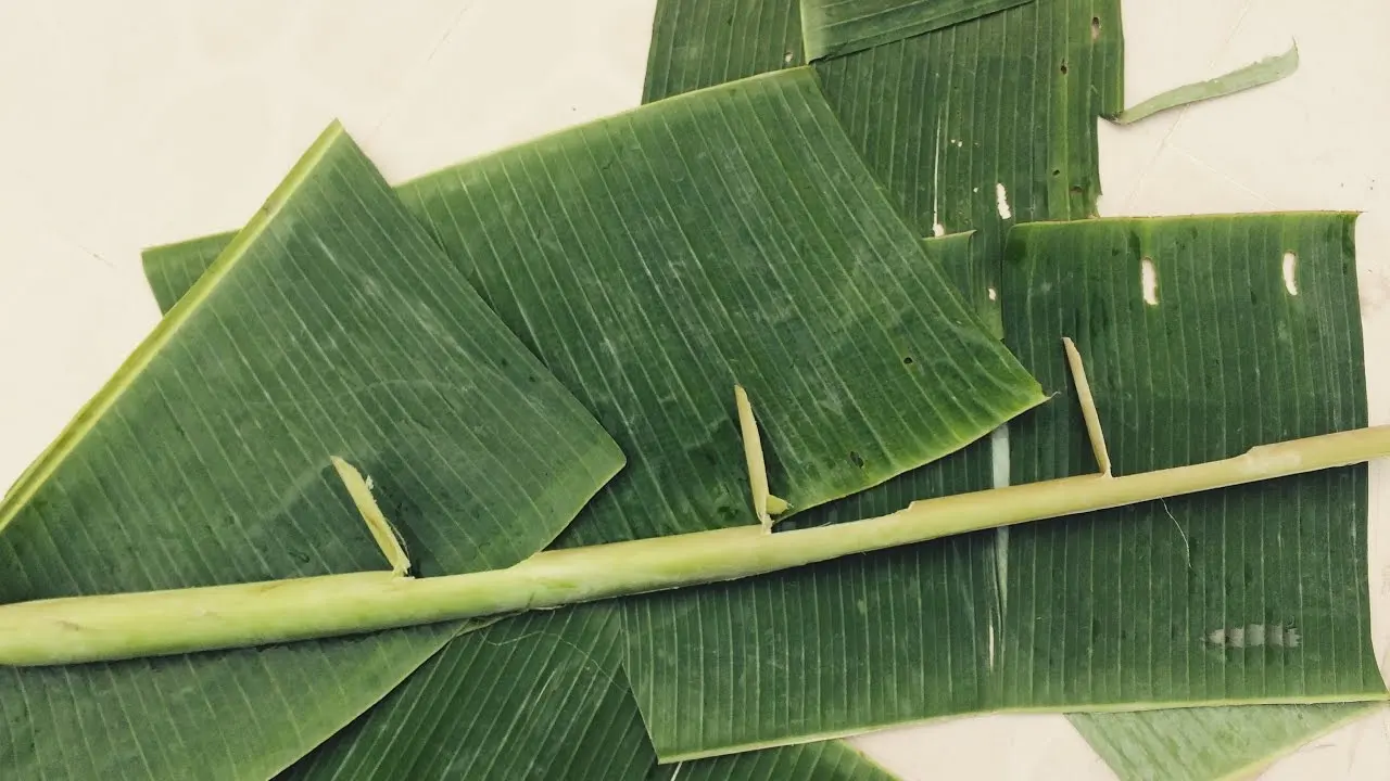 Hojas De Plátano Verde,100 Frescas,Precio Competitivo,Vacaciones