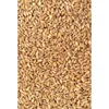 Wheat Grain, Golden Milling Wheat Grain Quality Fresh And Dried Wholesale price for Human Consumption