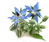 for a hormone problem ,blood purification Borage Oil