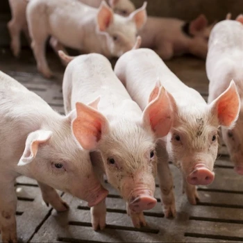 How And When To Give Iron Injections Pork Business