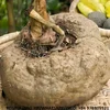 AMORPHOPHALLUS KONJAC, KONIAC JELLY OR KONNYAKU FROM VIETNAM/ REGINATRAN +84978809521