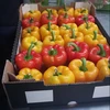 Fresh CAPSICUM