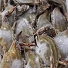 Live Mud Crab, Soft Shell Mud Crab, Frozen Crab