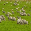 Alive Style Sheep & Lamb
