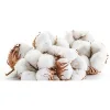 Top Quality Proud Turkish Direct from harvesting raw Cotton