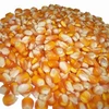 Top Grade 1 Yellow Corn
