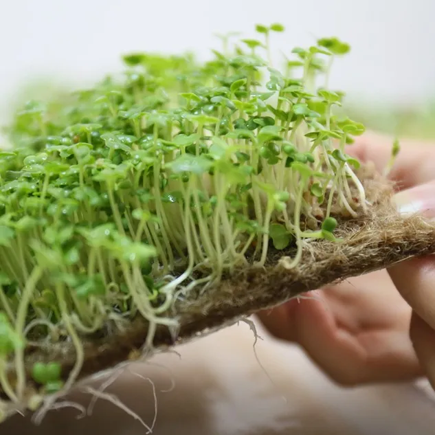 Coconut Fiber Mat/ Moistureabsorbent Microgreens And Grass Seed