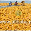 Dried Yellow Maize, Yellow Corn for Animal Feed, NON GMO-GENETICALLY MODIFIED FEEDING ANIMALS