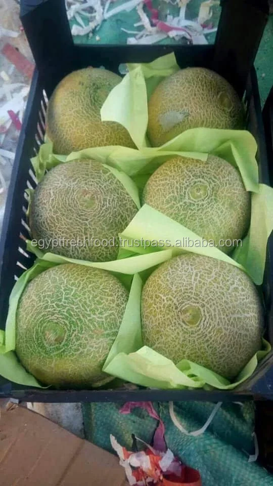 fresh cantaloupe for sale , ready to export from egypt , melon