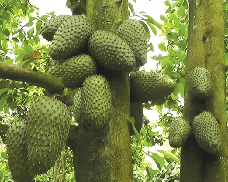 Fresh Graviola Soursop Fruit From Vietnam 2021/ Whatsapp +84 845 639