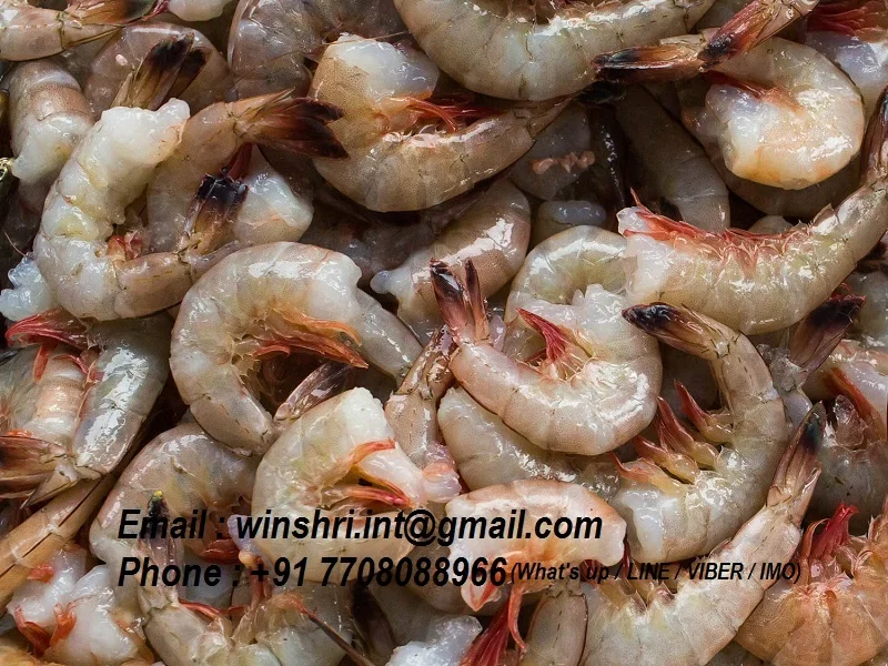 Iqf Raw Frozen Headless Shrimp From India Buy Iqf Block Frozen