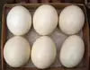 Fertilized Ostrich Eggs/ Ostrich Feathers For Sale