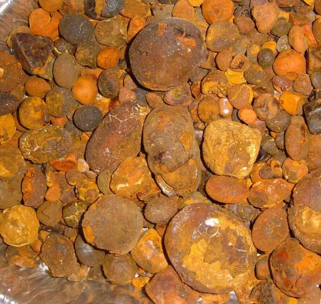ox gallstone-source quality ox gallstone from gl