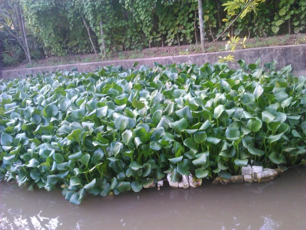 Water Hyacinth Material From Vietnam (whatsapp +84 845 639 639) Buy