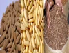 Pakistan Pine nuts kernels , Pakistan pine nuts without shell , Chilgoza kernel