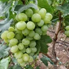 fresh grapes fleem and Arly