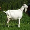 Askanian Goats,Camels,Sheeps For Sale