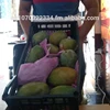 FRESH MANGO , export fresh fruits from egypt