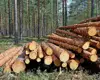Pine Square Logs