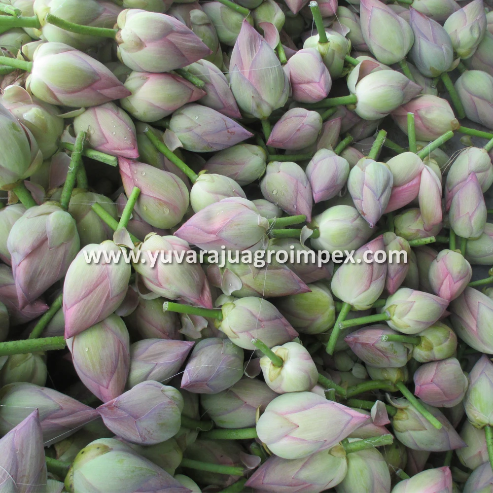 Fresh Lotus Flower Exporters In India To Malaysia / Singapore / Dubai / Canada / Us Buy Fresh