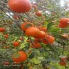 FRESH MANDARIN SPANISH MORKET CITRUS FRUIT