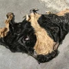 Wet Salted Cow Head Hides / Cattle Head Skins