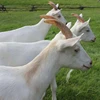Healthy Milking Saanen Goats