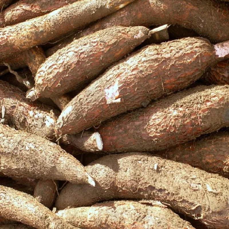 thailand fresh cassava best quality with the best price