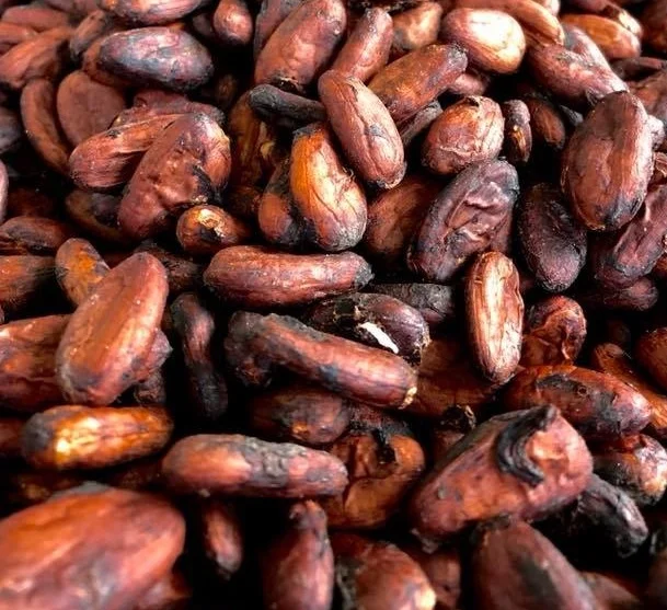 Цены на какао бобы. Криолло какао Бобы. White Goose какао-Бобы сорт Криолло. Какао зерна цвет. Где растут зерна какао.