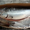 Superior Grade Fresh Salmon Fish From Norway, Salmon Salar
