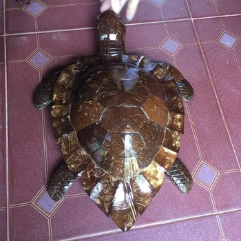 turtle shell toy