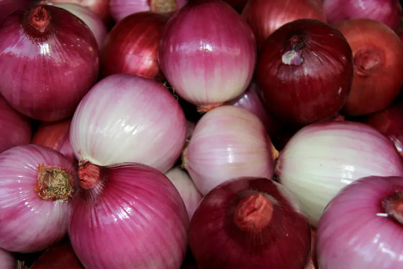 market onions prices export to dubai market