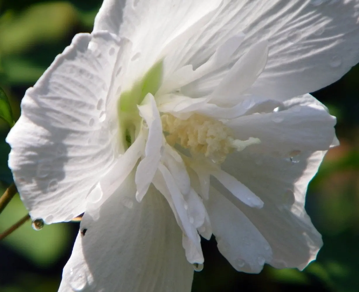 Garden Musings Stalwart Roses