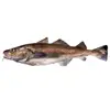 Pacific Gutted Head-Off Cod
