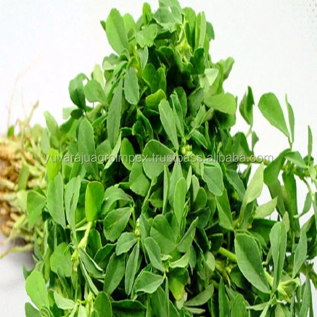 Fresh Fenugreek Leaves Lemikhiqizo Uae / Uk / Usa / Canada / Australia