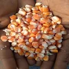 Yellow Corn for poultry feed for sale yellow maize