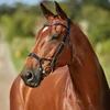 Horse Collection Flash Noseband Bridle